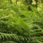 Fougère aigle - Pteridium aquilinum