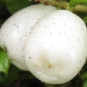 chiogene hispide gaultheria hispidula crédit: CTSPM