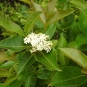 viorne cassinoide viburnum nudum crédit: CTSPM