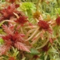 sphaigne sphagnum magellanicum crédit: CTSPM