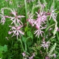 Lychnis fleur-de-coucou