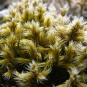mousse racomitrium lanuginosum crédit: CTSPM