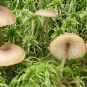 lyophylle des sphaignes tephrocybe palustris crédit: CTSPM