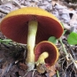 cortinaire semi sanguin cortinarius semisanguineus crédit: CTSPM