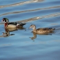 Couple de Canards branchus. Crédits : Saint-Pierre-et-Miquelon