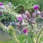 Cirse des marais - Cirsium palustre 
