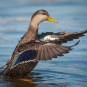 Canard noir. Crédits : Saint-Pierre-et-Miquelon
