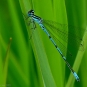 Agrion jovencelle - Coenagrion puella