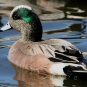 Canard d'Amérique mâle. Crédits : Saint-Pierre-et-Miquelon