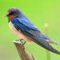 Hirondelle rustique (Crédits : Ian White)