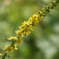 Aigremoine eupatoire (Crédits : Dean Morley)