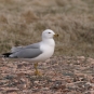 Goéland à bec cerclé. Crédits : Saint-Pierre-et-Miquelon