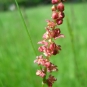 Petite oseille (Crédits : CTSPM)