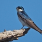 Hirondelle bicolore. Crédits : Saint-Pierre-et-Miquelon