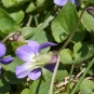 Violette cucullée (Crédits : CTSPM)