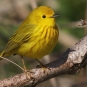 Paruline jaune mâle. Crédits : Laurent Jackman