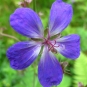 Géranium des bois (Crédits : Ole Husby)