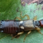 Perce oreille - Forficula auricularia