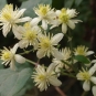 Clématite des haies - fleurs (Crédits : Rafael Jiménez)
