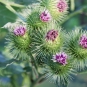 Bardane commune - fleurs (Crédits : Maja Dumat)