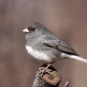Junco ardoisé. Crédits : Saint-Pierre-et-Miquelon