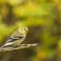 Chardonneret jaune, plumage d'automne. Crédits : Frédéric Allen-Mahé
