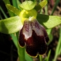 Ophrys brun - fleur (Crédits : Jacinta Lluch Valero)