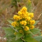 Verge d'or rugueuse (Crédits : CTSPM)