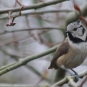 Mésange huppée (Crédits : Sebastien bertru)