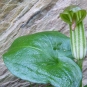 Arisarum