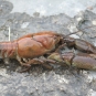 Écrevisse à pattes blanches - Austropotamobius pallipes