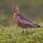 Barge rousse - Limosa lapponica (Linnaeus, 1758)