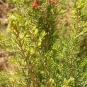 Bruyère arborescente