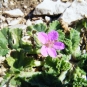 Erodium de Chios (Crédits : Julien Bonnaud - Natural Solutions)