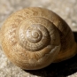 Eobania_vermiculata_fturmog_Flikr.jpg
