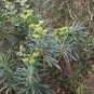 Euphorbe des garrigues