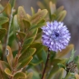 Globulaire buissonante (crédit: Daniel.MATHIEU - Tela Botanica)