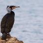 Grand cormoran adulte (crédit: benjamine92 - Flickr)