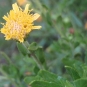 Inule visqueuse (crédit: Genevieve.BOTTI - Tela Botanica)