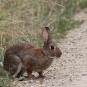 Lapin de Garenne