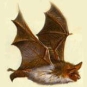 Petitmurin