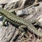 Lezard des murailles (crédit: aigledayres - Flickr)