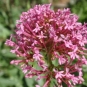 Lilas d`Espagne (Crédits : Daniel.BARTHELEMY - Tela Botanica)