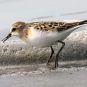 Bécasseau minute - Calidris minuta