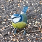 Mésange bleue (Crédits : notts-exminer - Flickr)