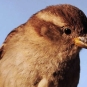 Moineau domestique