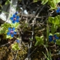 Mouron bleu  (Crédits : Julien Bonnaud - Natural Solutions)