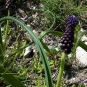 Muscari à toupet