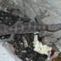 Phyllodactyle d'Europe