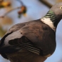 Pigeon ramier